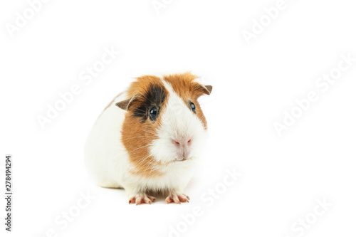 Guinea pig isolated on white