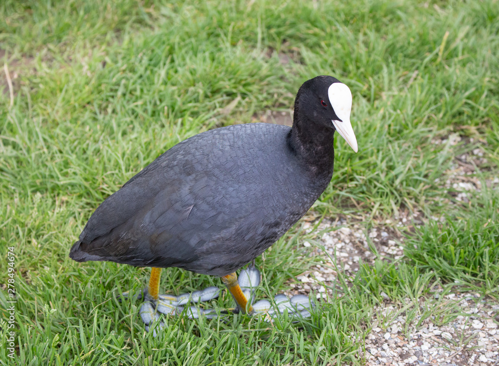 Coot walking in grass. Eurasian coot on farm. Waterfowl in park. Birds concept. Wild nature concept. Ornithology background. Black bird with white head portrait. Coot walking in grass. Eurasian coot on farm. Waterfowl in park. Birds concept. Wild nature concept. Ornithology background. Black bird with white head portrait.