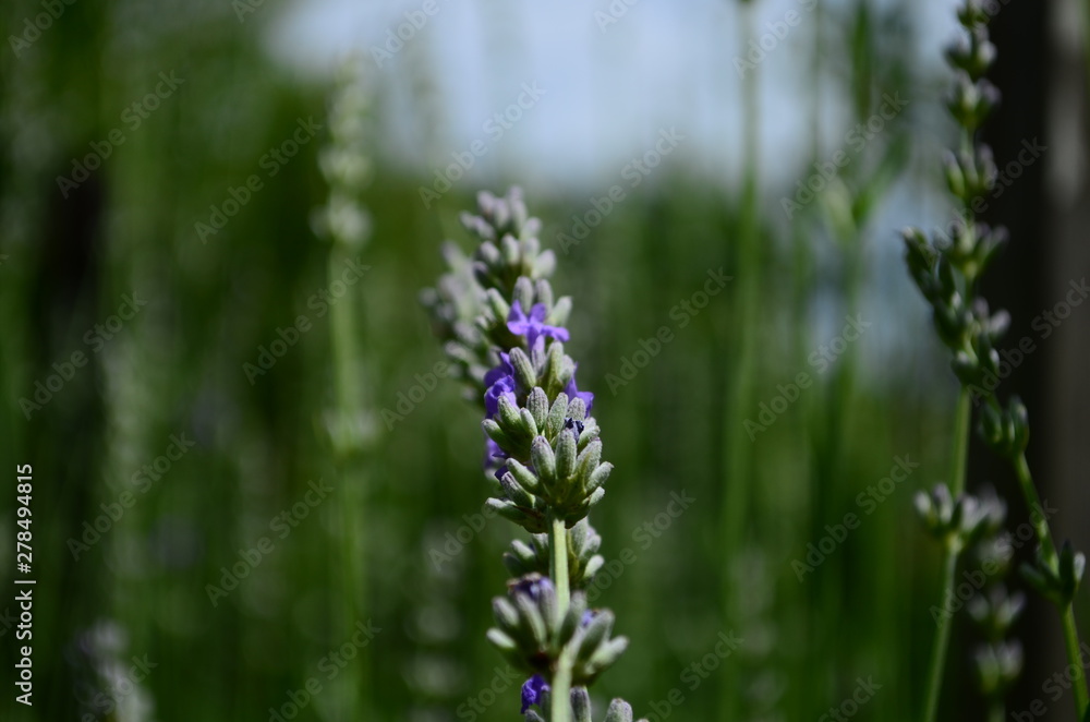 Obraz premium Summer season in Provence - fresh lavanda flowers at pastel colors of ultraviolet tone.
