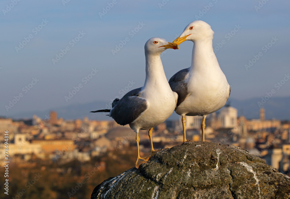 Obraz premium Seagull in Rome