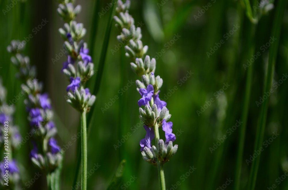 Summer season in Provence - fresh lavanda flowers at pastel colors of ultraviolet tone. Summer season in Provence - fresh lavanda flowers at pastel colors of ultraviolet tone.