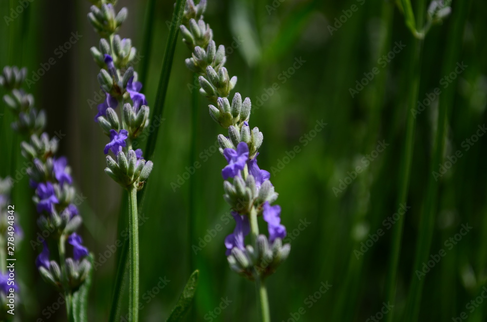 Obraz premium Summer season in Provence - fresh lavanda flowers at pastel colors of ultraviolet tone.