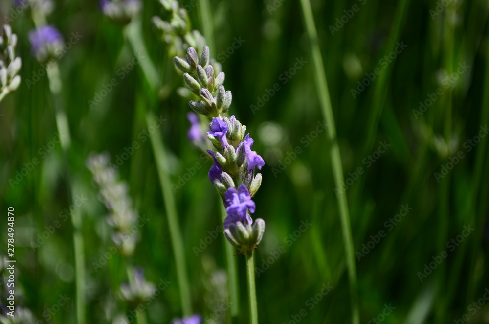 Summer season in Provence - fresh lavanda flowers at pastel colors of ultraviolet tone. Summer season in Provence - fresh lavanda flowers at pastel colors of ultraviolet tone.