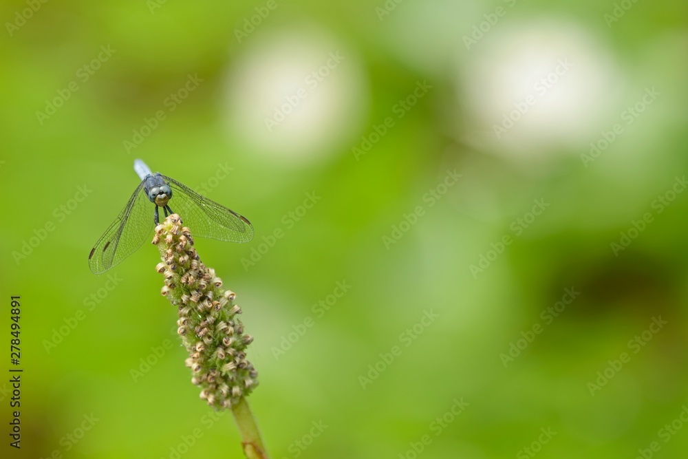 Fototapeta premium Blue dragonfly resting on a pond plant spike with blurred waterlilies on backgorund.