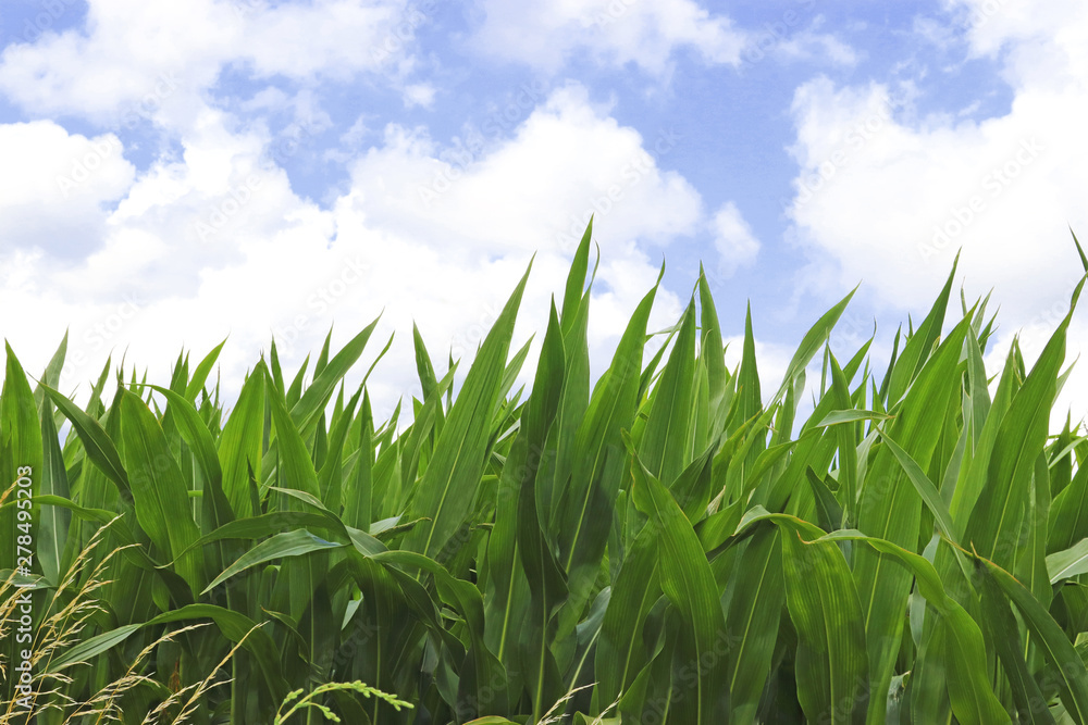 Fototapeta premium green corn plants, blue and white sky