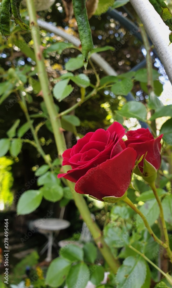 red rose in garden