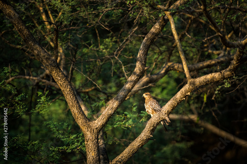 A beautiful image of White-eyed buzzard or Butastur teesa sitting on a perch at keoladeo bird sanctuary  bharatpur  India 