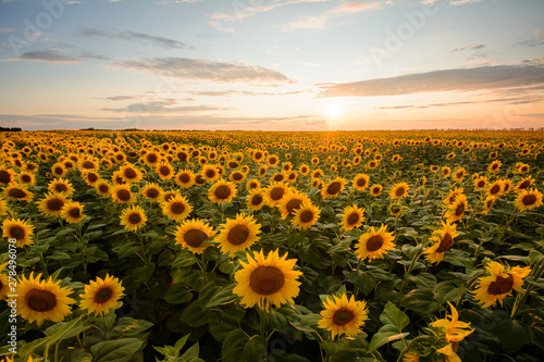 Rural landscape of field of blooming golden sunflowers while sunset in Ukraine