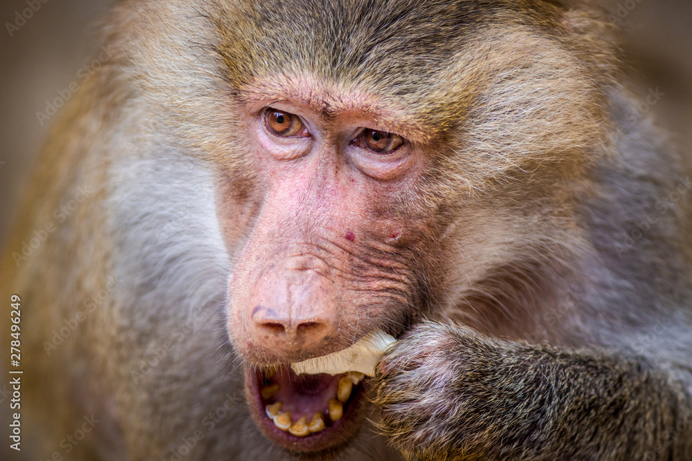 baboon baboon