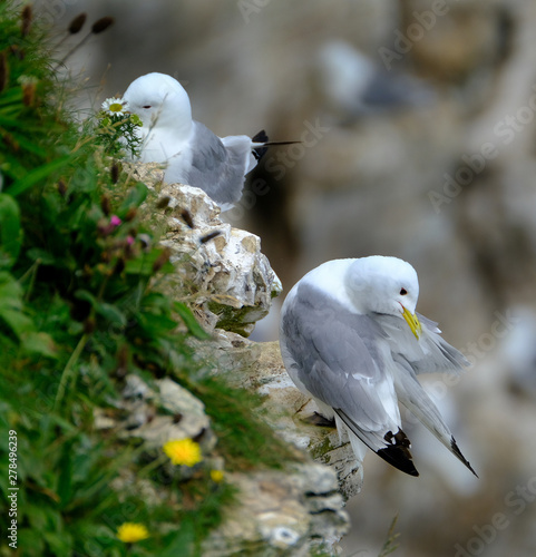 Kittiwake nesting on high chalk sea cliffs in east Yorkshire. UK. photo