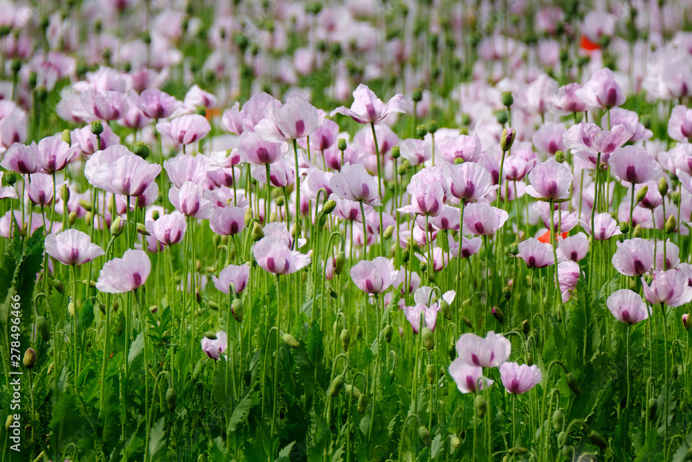 Fielf of poppies being grown for medical drug production. Opiates. Fielf of poppies being grown for medical drug production. Opiates.