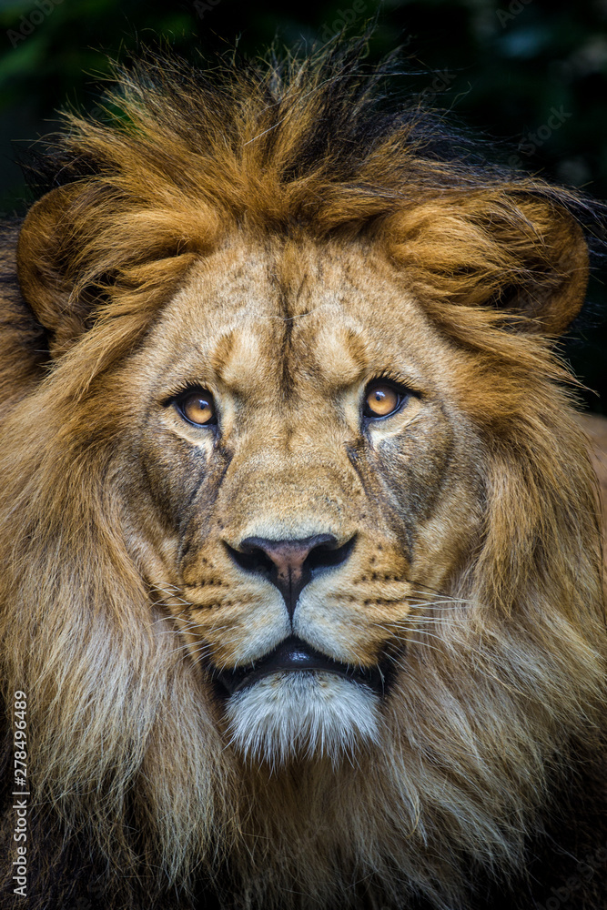 lion portrait lion portrait
