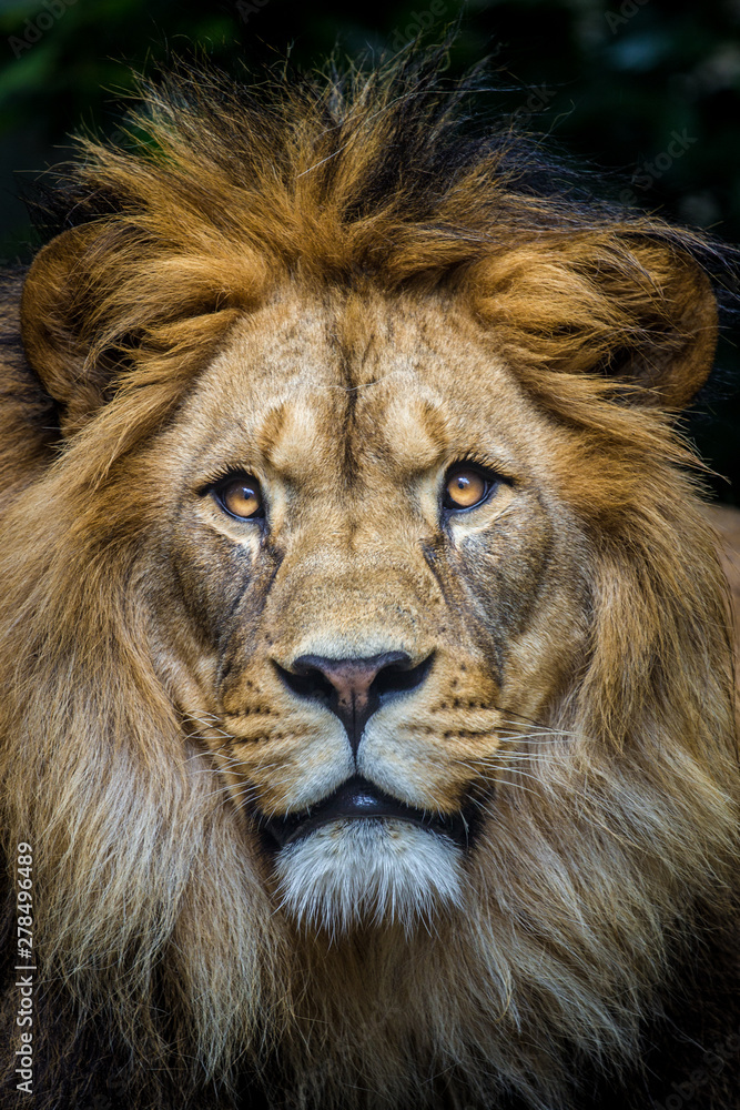 lion portrait