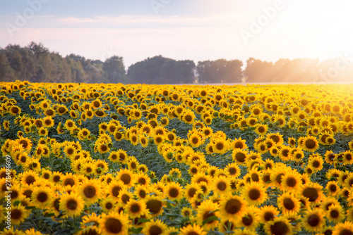 Field of blooming sunflowers and rising sun with warm rays coming from the corner of the frame