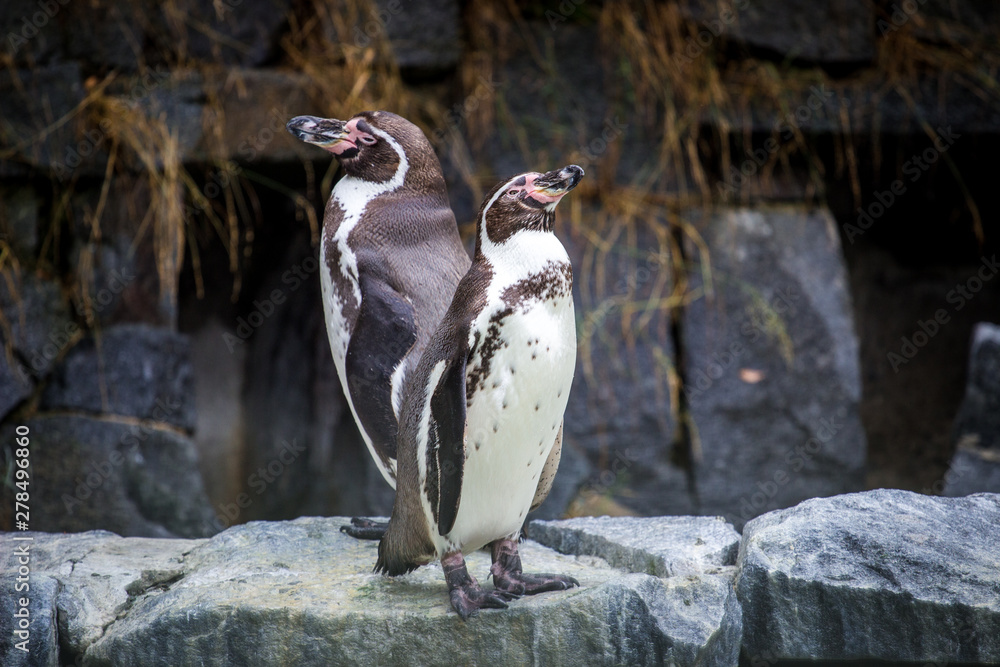 Naklejka premium penguin