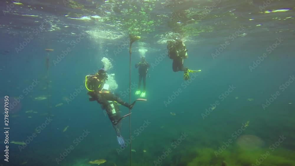 custom made wallpaper toronto digitalDivers descending in open water at the sea in slow motion.