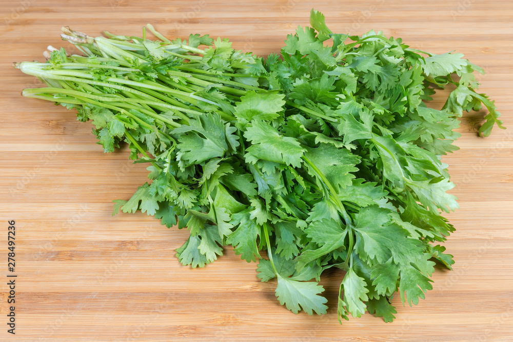 Bundle of fresh cilantro on wooden cutting board close-up Bundle of fresh cilantro on wooden cutting board close-up