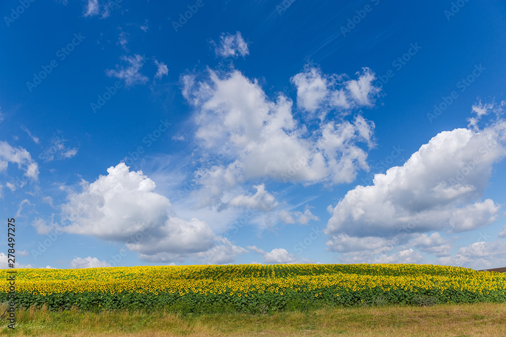 Sky with clouds over field of sunflowers Sky with clouds over field of sunflowers