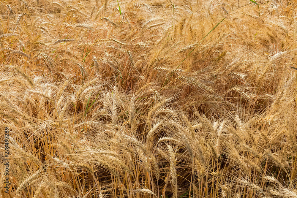 Top view of the fragment of field with ripening wheat Top view of the fragment of field with ripening wheat