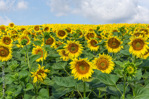 Blooming sunflowers on field against of sky