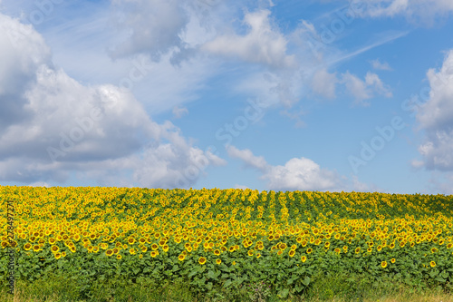 Field of blooming sunflowers on a background of sky