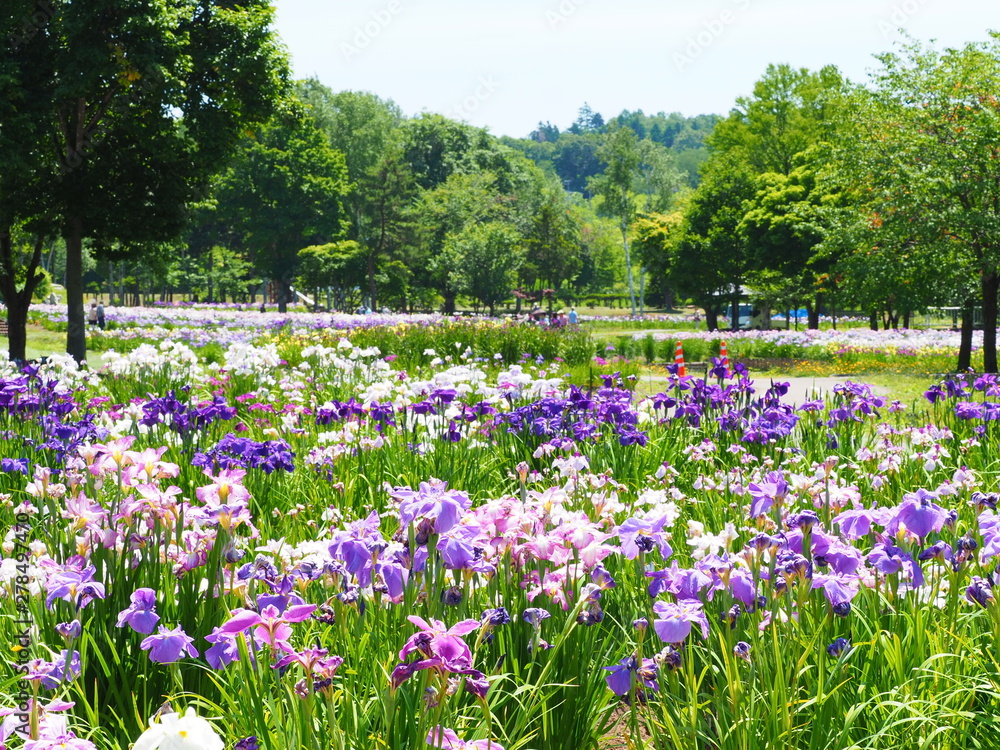 北海道の風景 岩見沢あやめ公園 北海道の風景 岩見沢あやめ公園