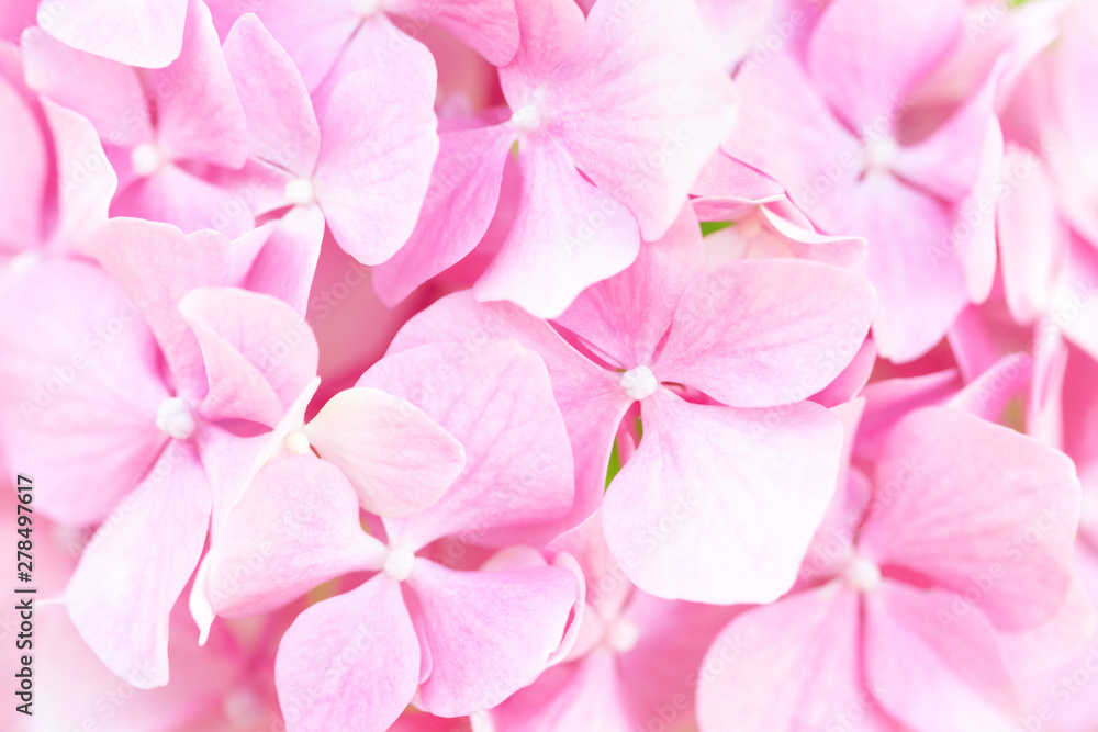Beautiful pink hydrangea flowers background. Natural soft pattern, close up. Beautiful pink hydrangea flowers background. Natural soft pattern, close up.
