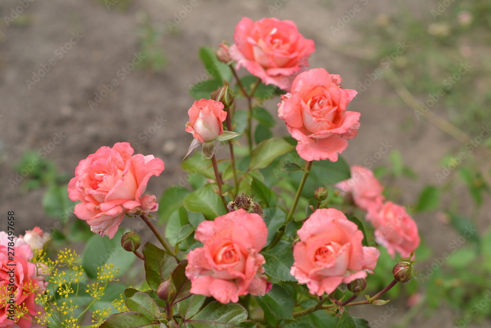 Pink roses delicate colors in the garden. Pink roses delicate colors in the garden.