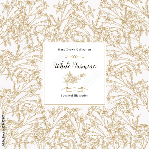 White jasmine background, Jasminum officinale flowers and leaves. Medical plants hand drawn. Vector botanical illustration.