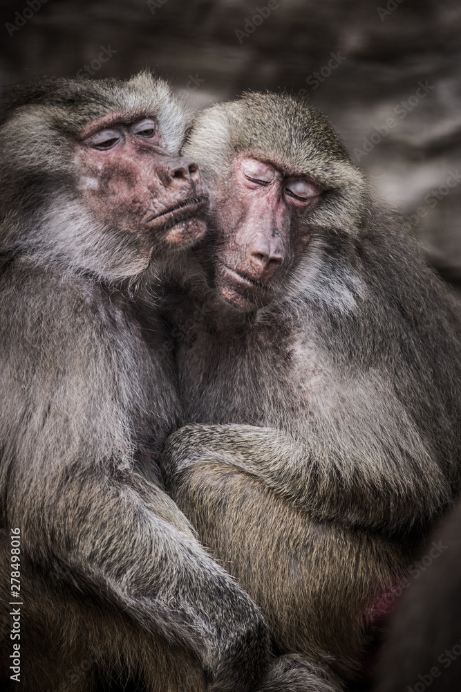 baboon baboon