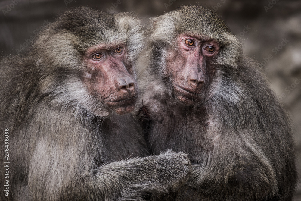 baboon baboon