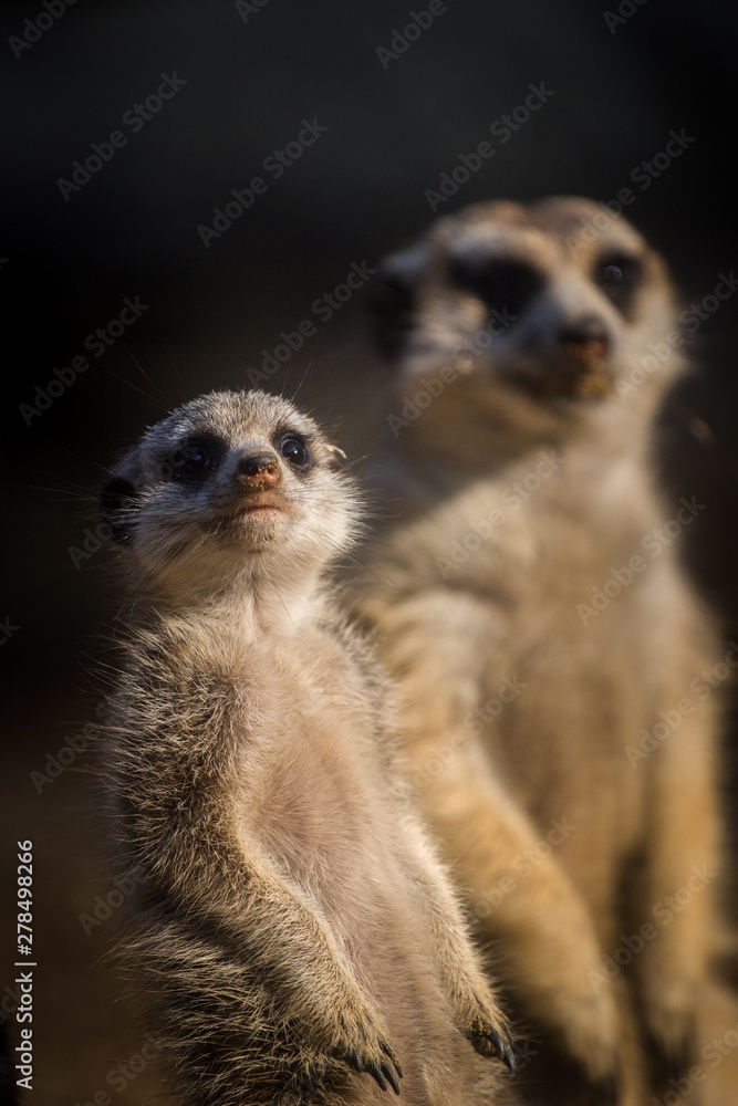 meerkat meerkat