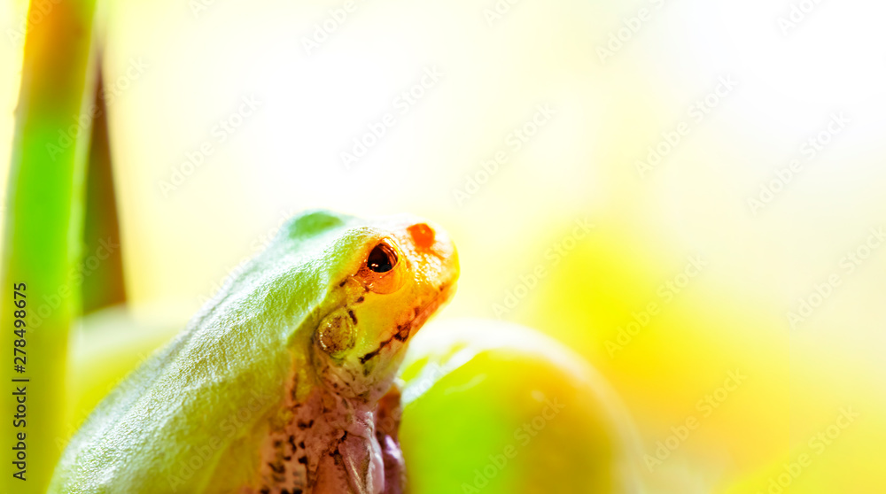 ブドウの上に座って光の方を見ているカエル カラフルにしました Stock Photo Adobe Stock