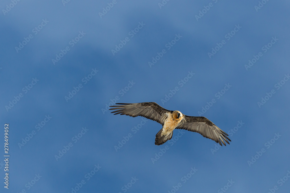 bearded vulture (gypaetus barbatus) flying in cloudy sky bearded vulture (gypaetus barbatus) flying in cloudy sky