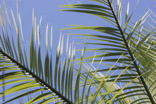 palm