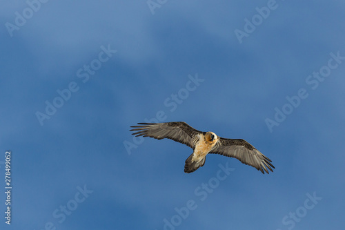 bearded vulture  gypaetus barbatus  flying in cloudy sky