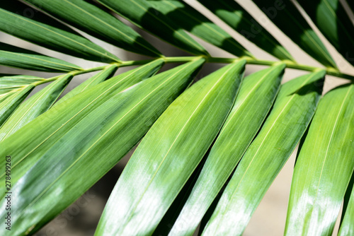 Texture of palm leaf closeup. Natural background