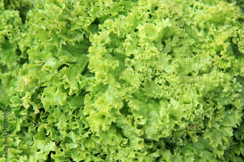 fresh green lettuce as background