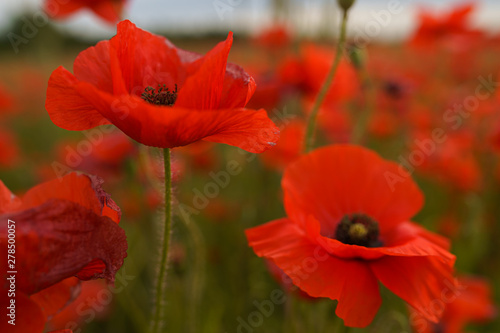 Poppy flowers in the wind close up in the field