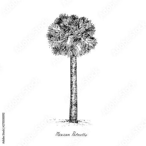 Sabal mexicana (Rio Grande, Mexican or Texas palmetto, Texas sabal palm, palmmetto cabbage) tree silhouette, hand drawn gravure style, vector sketch illustration with inscription