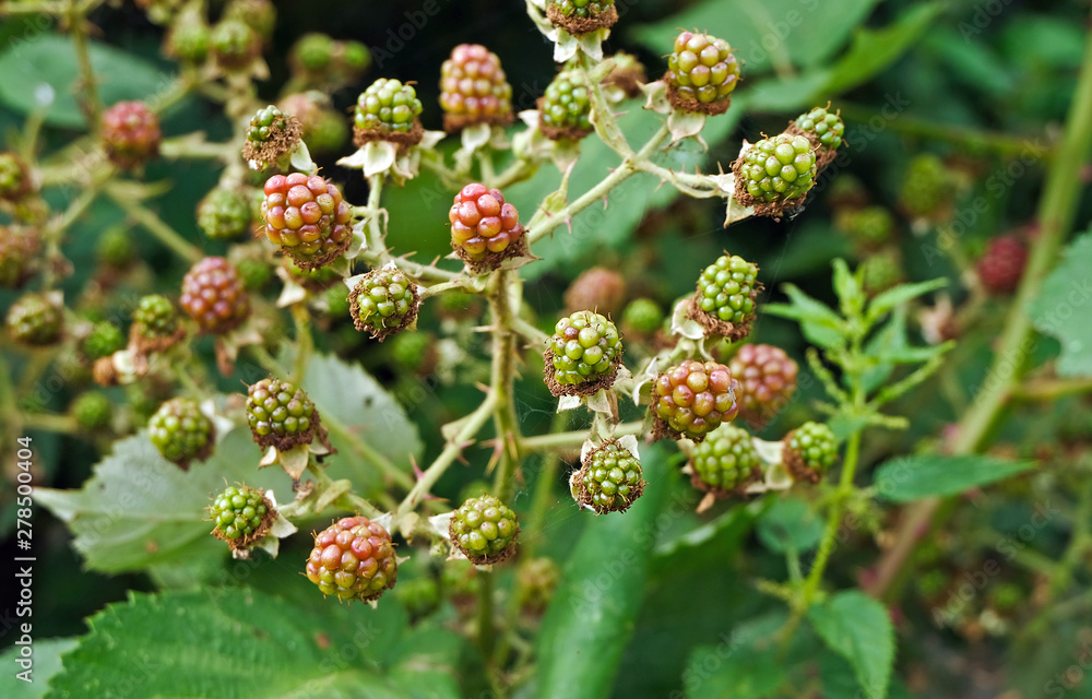 junge Brombeeren junge Brombeeren