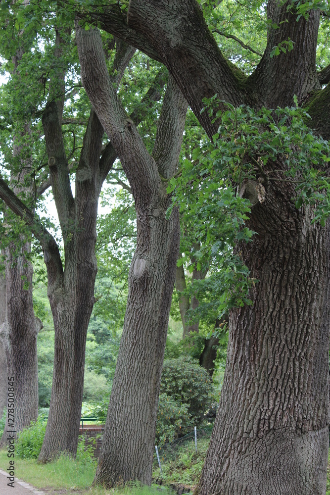 Fototapeta premium trees
