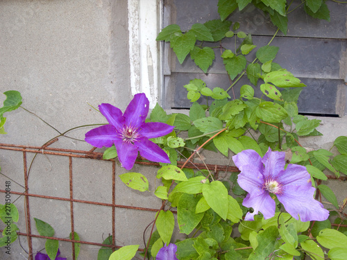 Clematis viticella photo