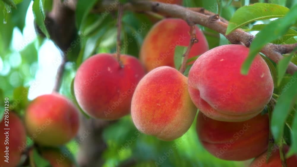 Trucking pull back of fresh ripe peaches hanging on a tree in an orchard. Trucking pull back of fresh ripe peaches hanging on a tree in an orchard.