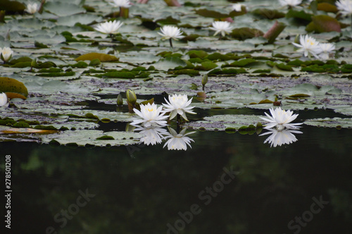 水面にリフレクションが映った白いスイレンの花
