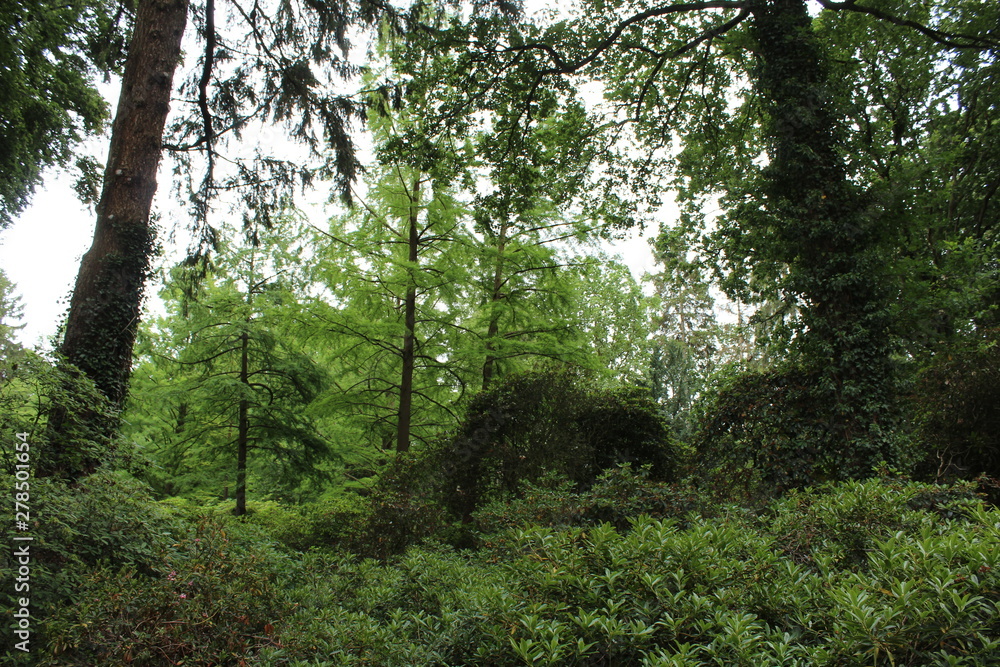 Fototapeta premium forest