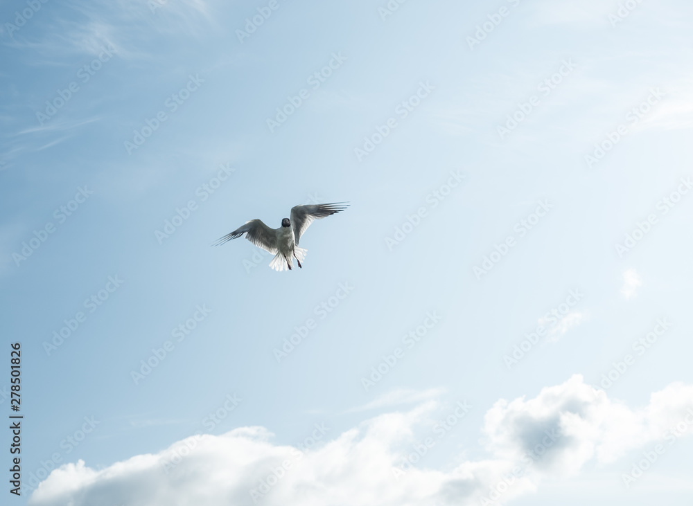 Gulls against the blue sky. The Black-headed Gull is one of the most widespread species of gulls in the world, with over 2 million pairs. Summer. Sunny day. Gulls against the blue sky. The Black-headed Gull is one of the most widespread species of gulls in the world, with over 2 million pairs. Summer. Sunny day.