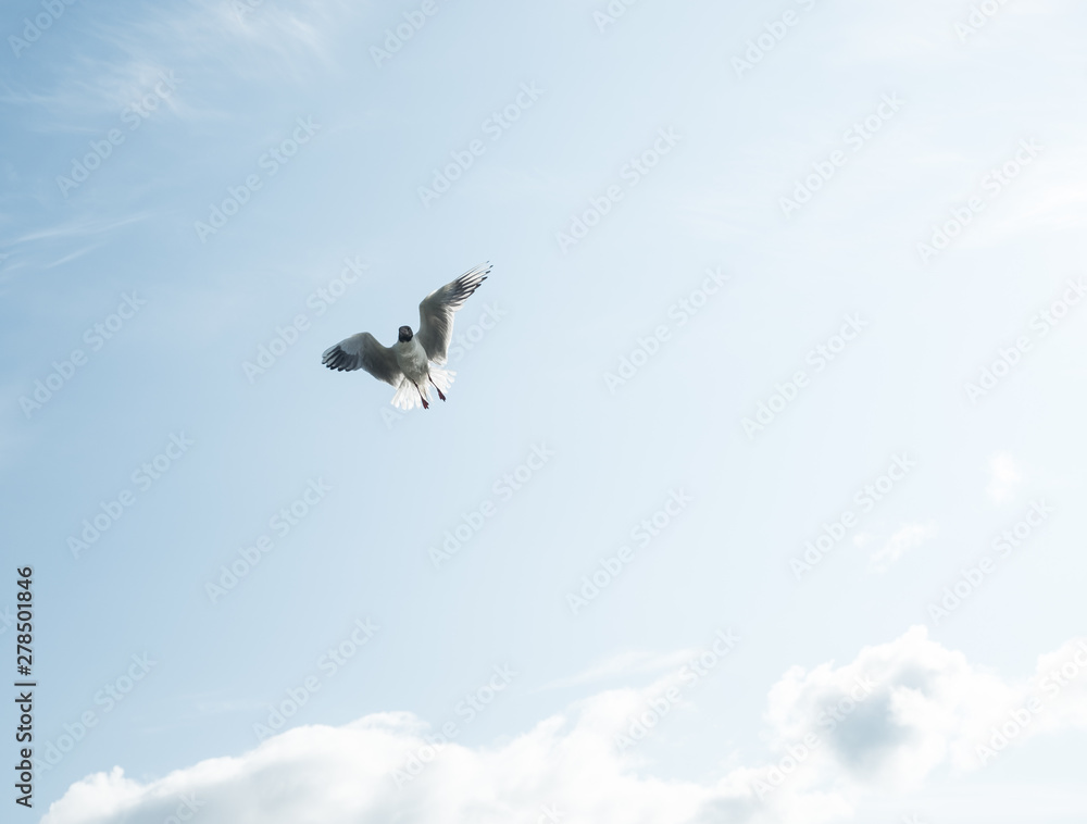 Fototapeta premium Gulls against the blue sky. The Black-headed Gull is one of the most widespread species of gulls in the world, with over 2 million pairs. Summer. Sunny day.