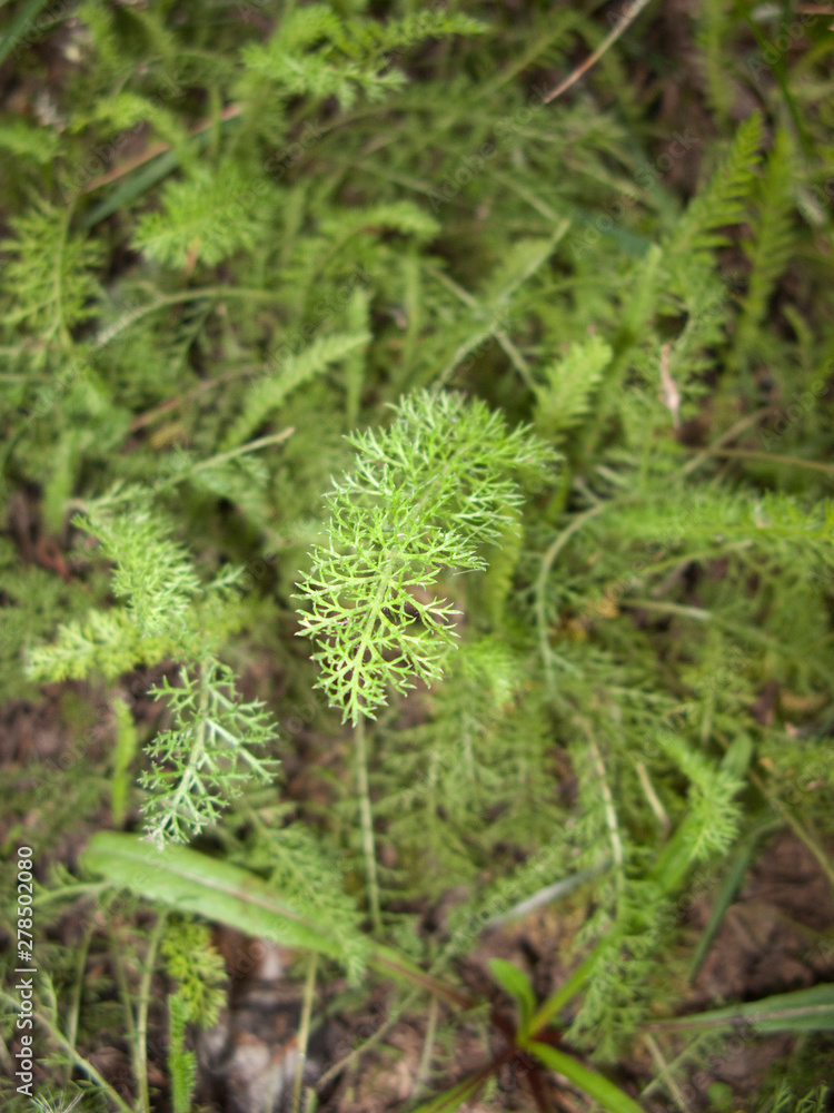Achillea millefolium Achillea millefolium