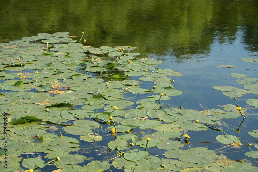 A jug of yellow, water lily, or nymph, on the pond. A popular decoration of artificial ponds and ponds in garden design. Summer, sunny day. A jug of yellow, water lily, or nymph, on the pond. A popular decoration of artificial ponds and ponds in garden design. Summer, sunny day.